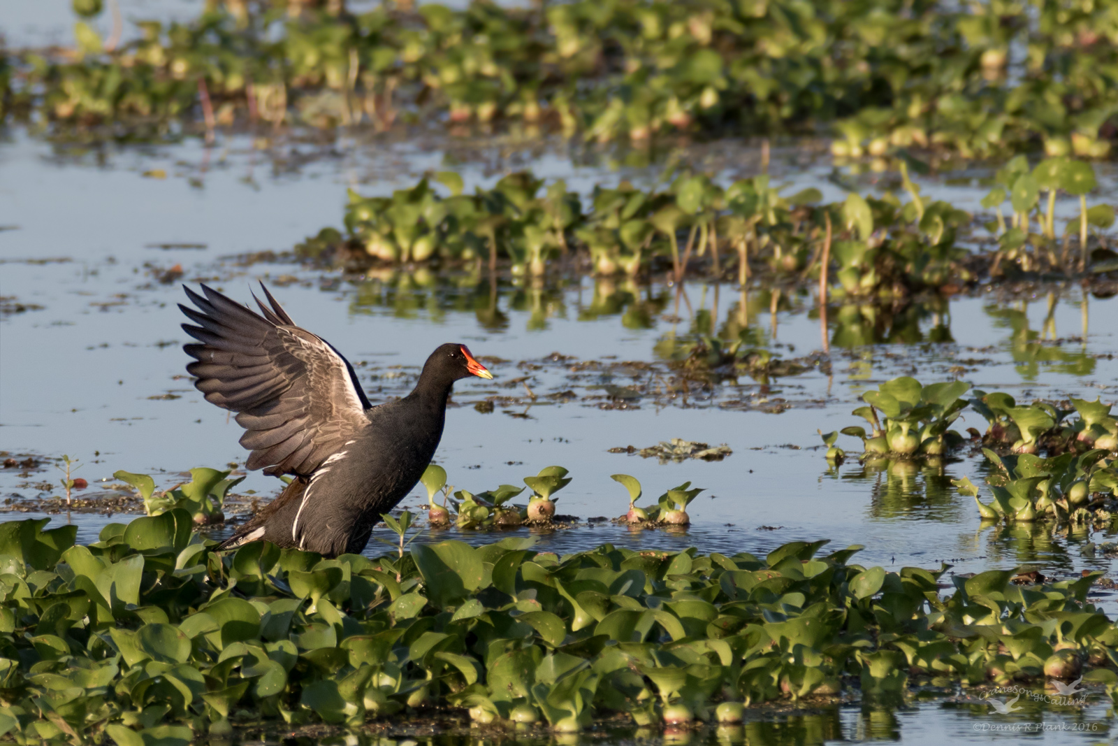 Common Gallinule