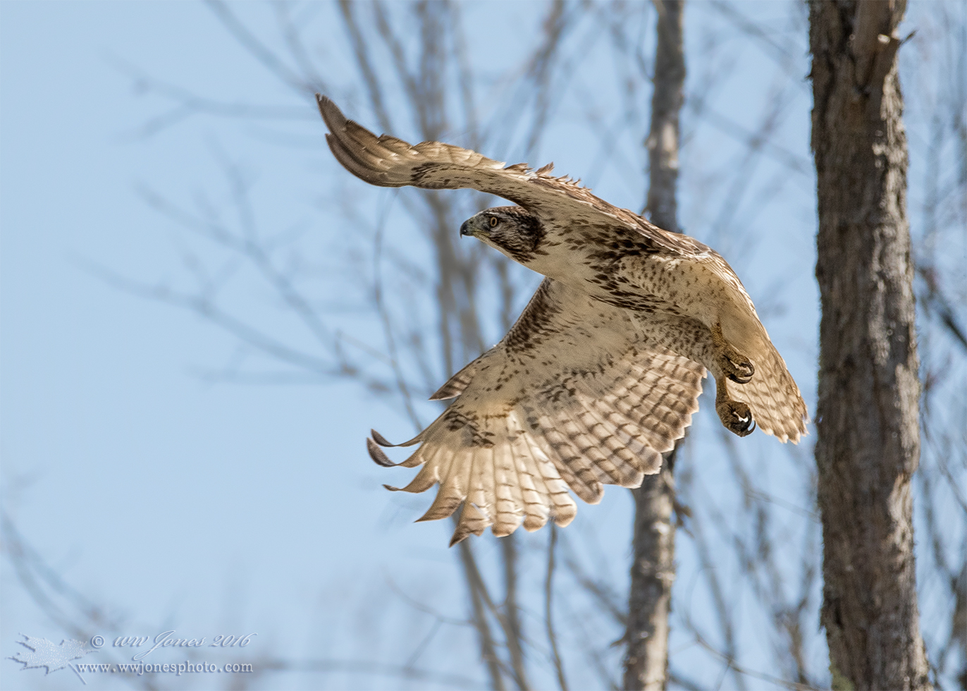 Red-tail Juvi Flaps Down