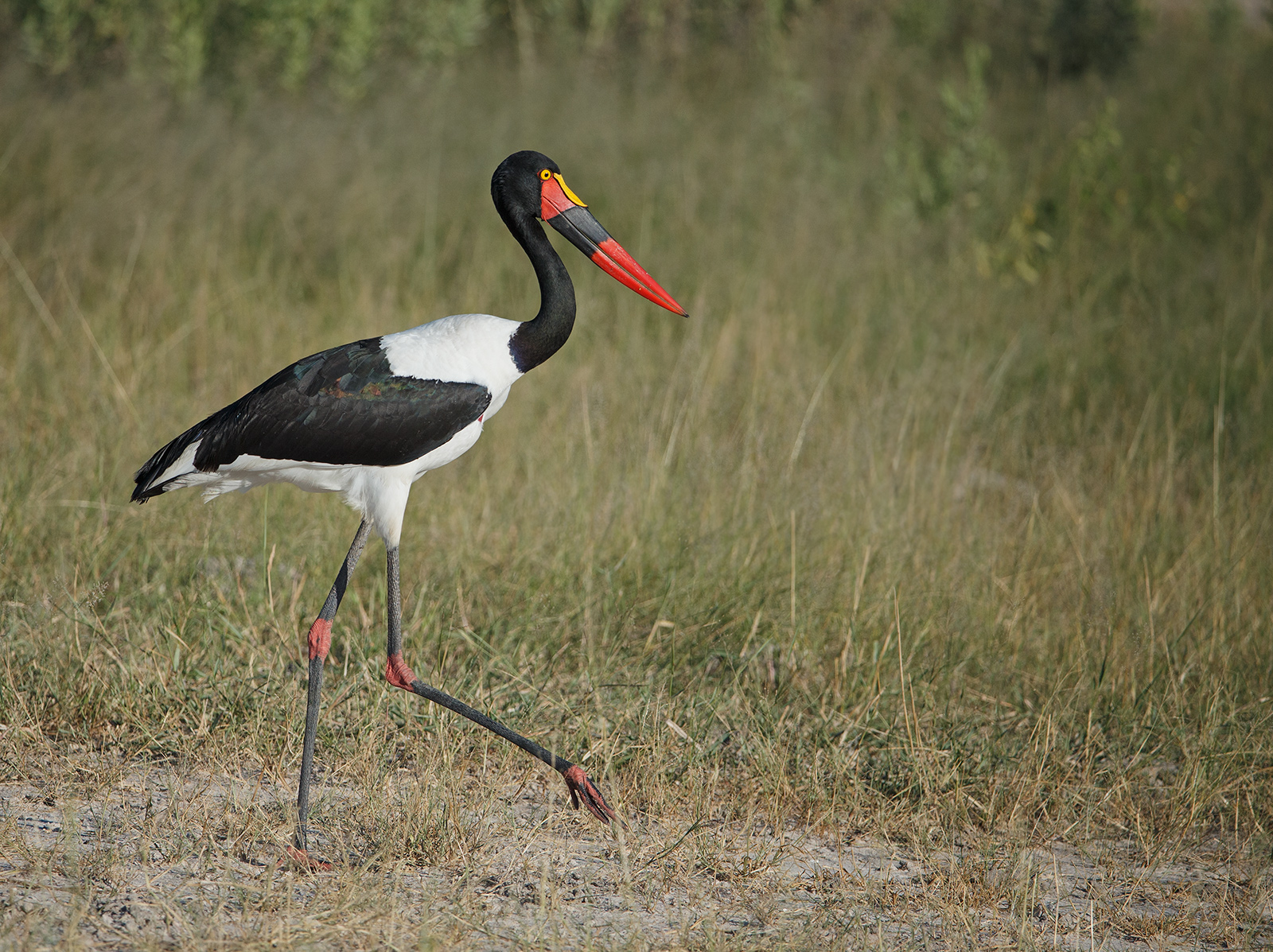 Saddle Billed Stork