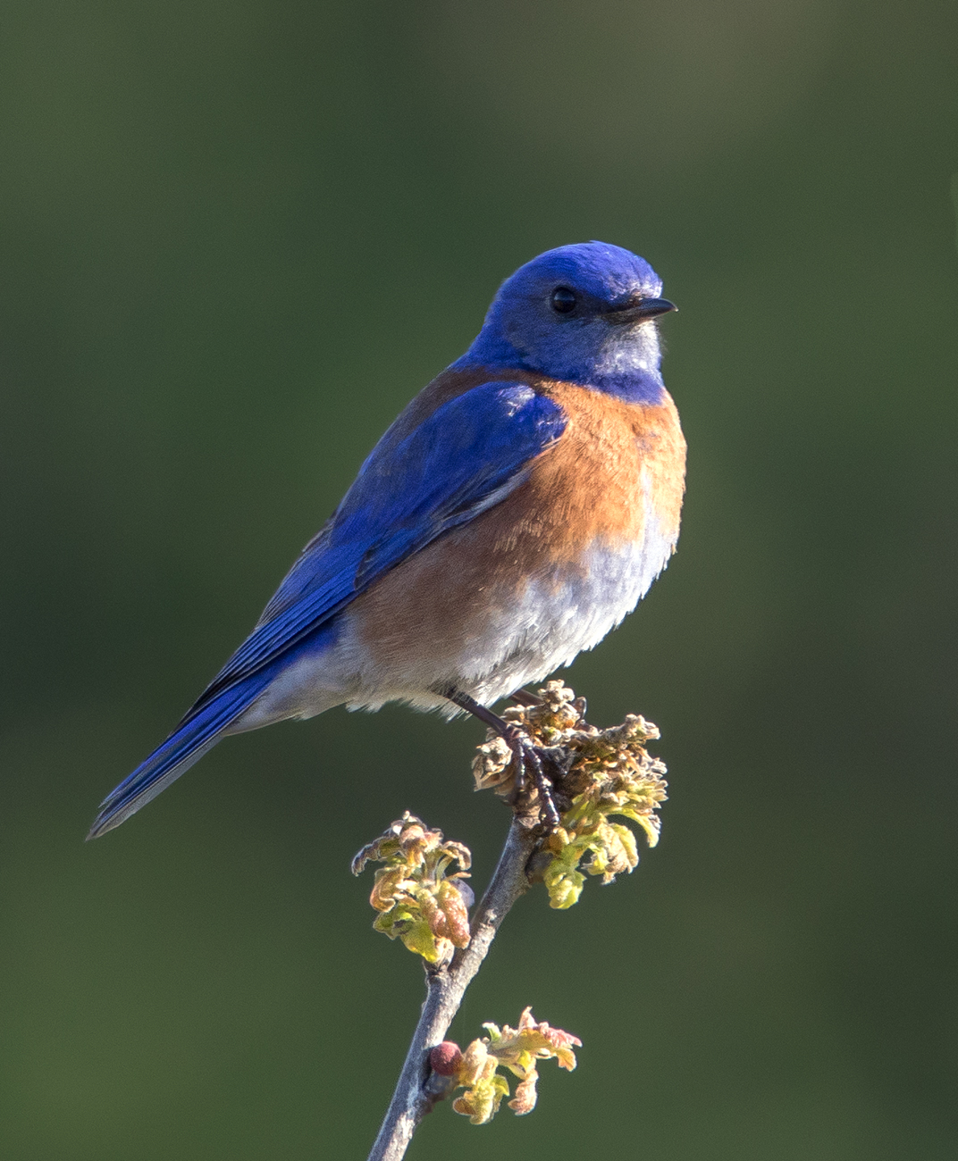 Western Bluebird