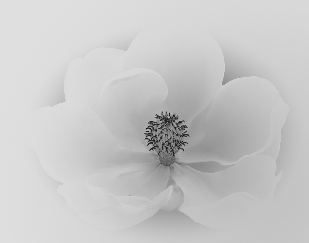 Magnolia