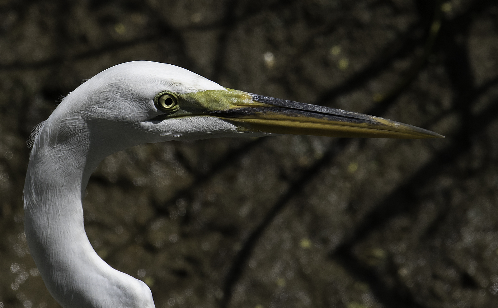Great Egret