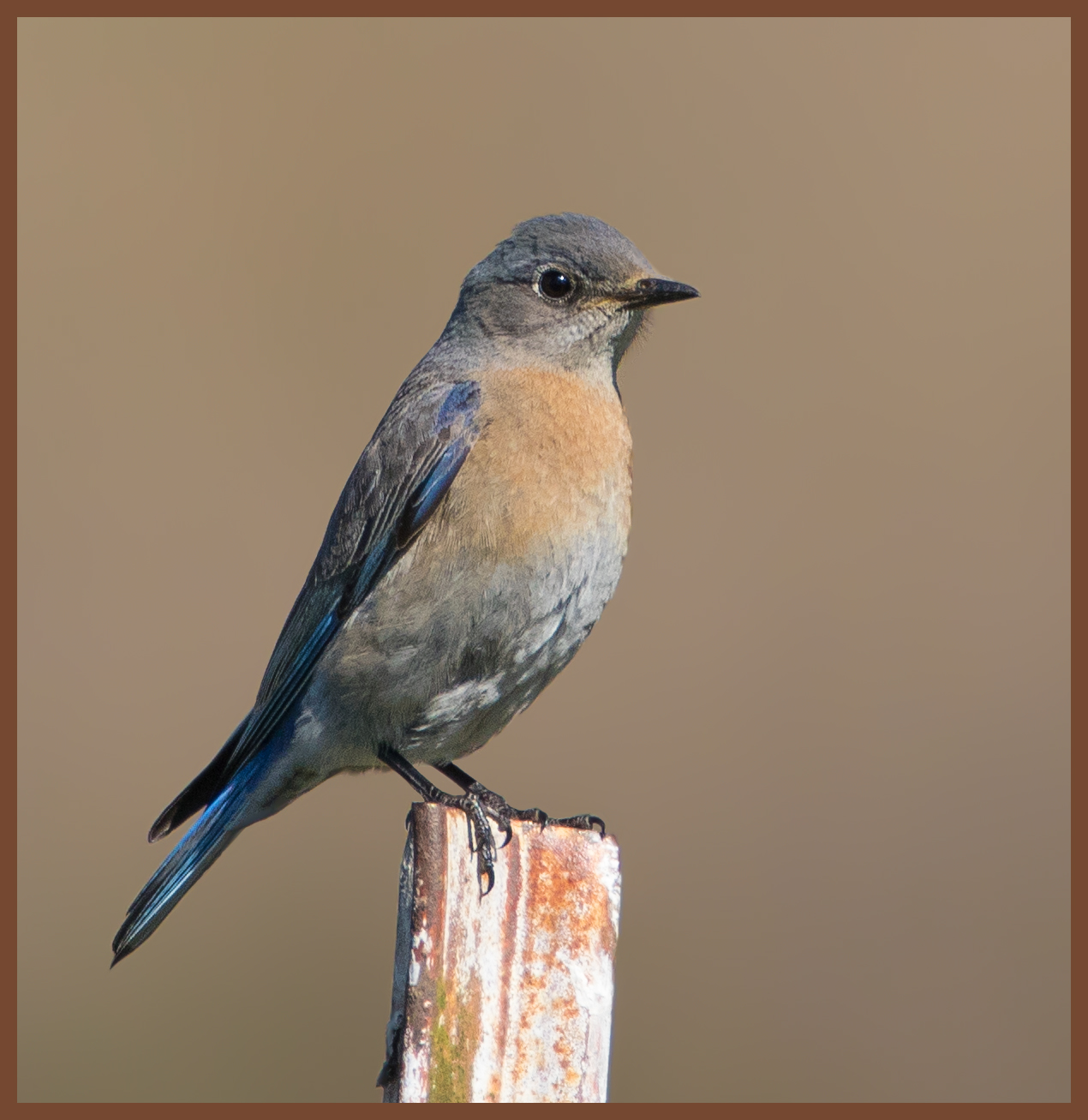Female Western Bluebird