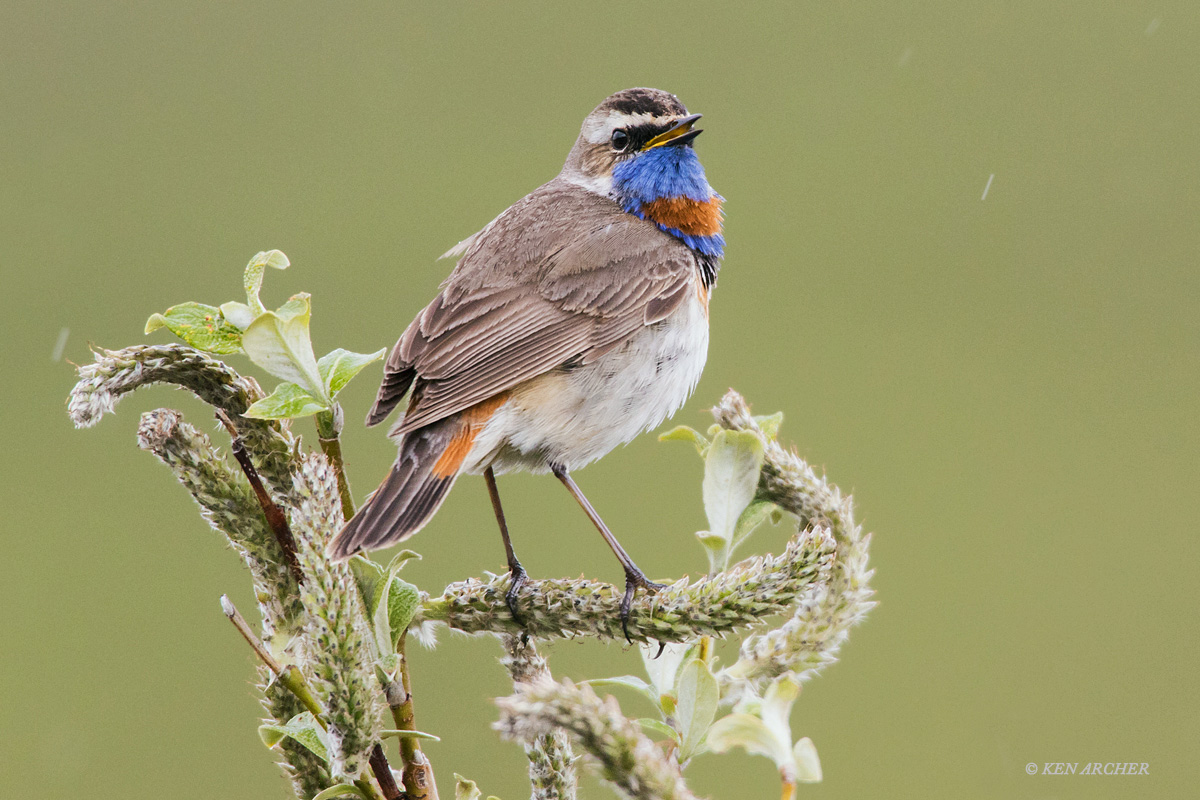 Bluethroat Singing