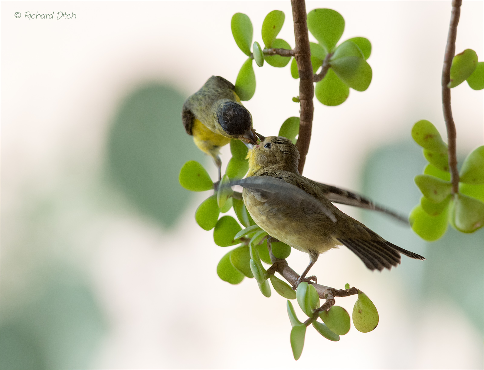 Lesser Goldfinch