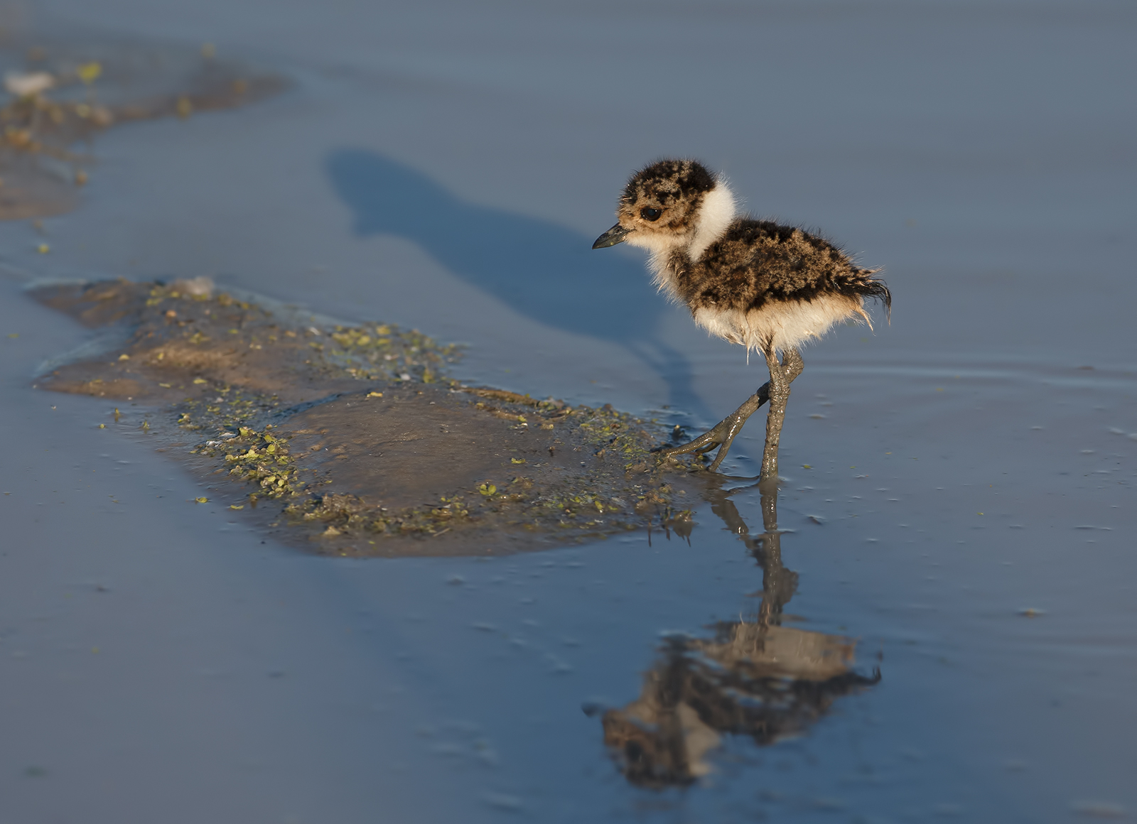Chick