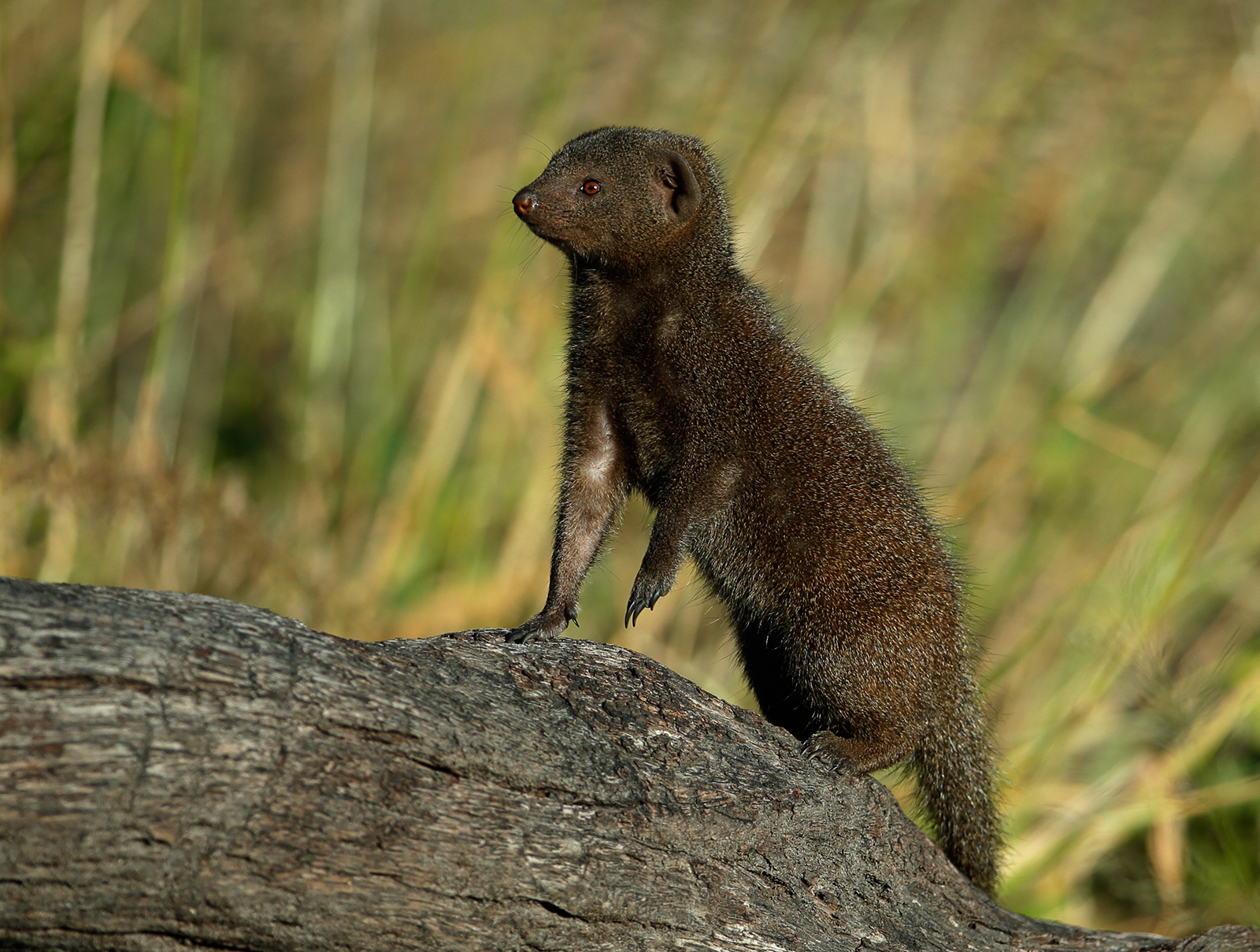 Dwarf Mongoose