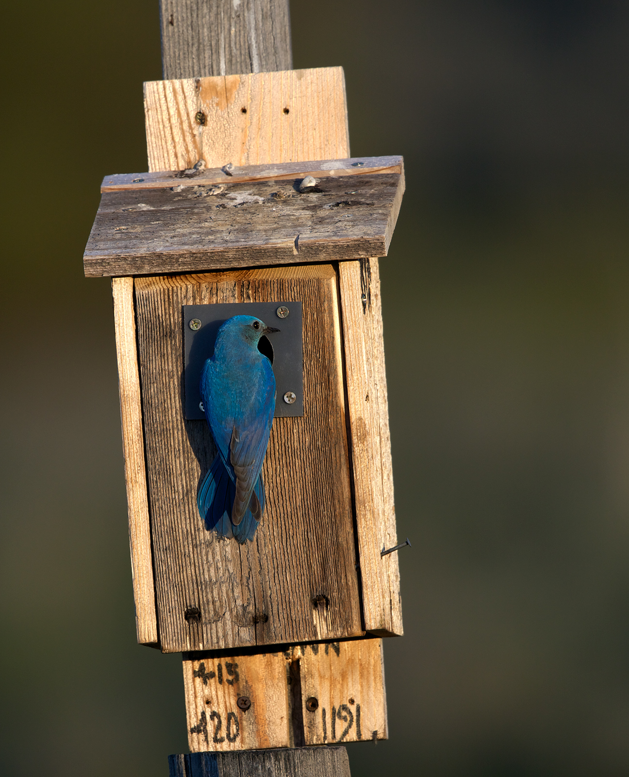 Mountain Bluebird