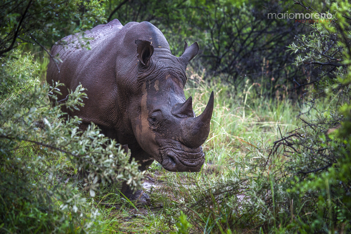 A Wet Rhino