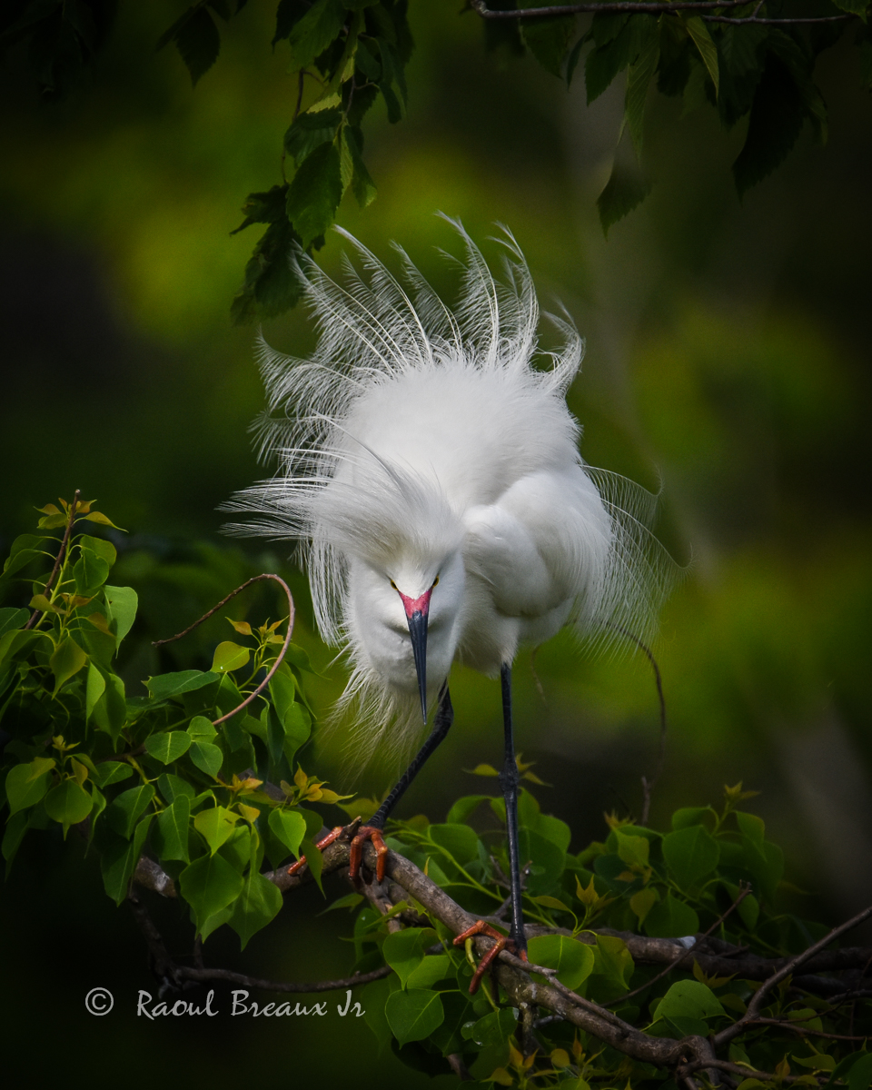 Snowy Egret Splendor + Repost