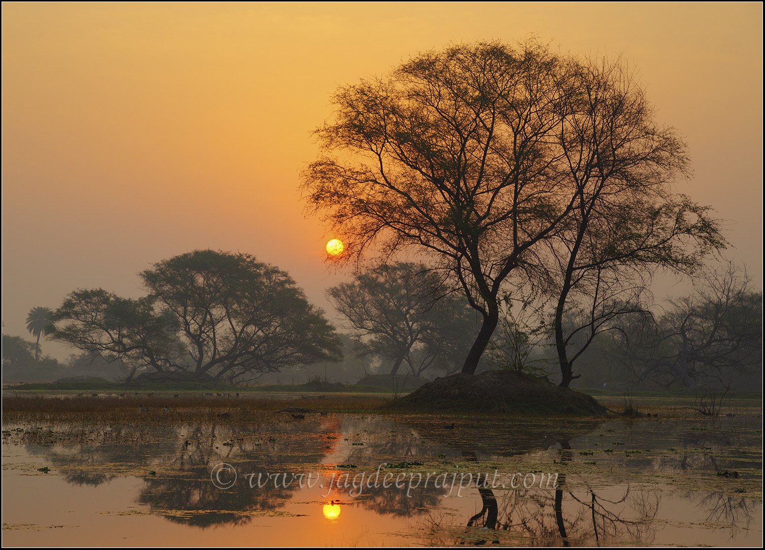 Sunrise in bird paradise