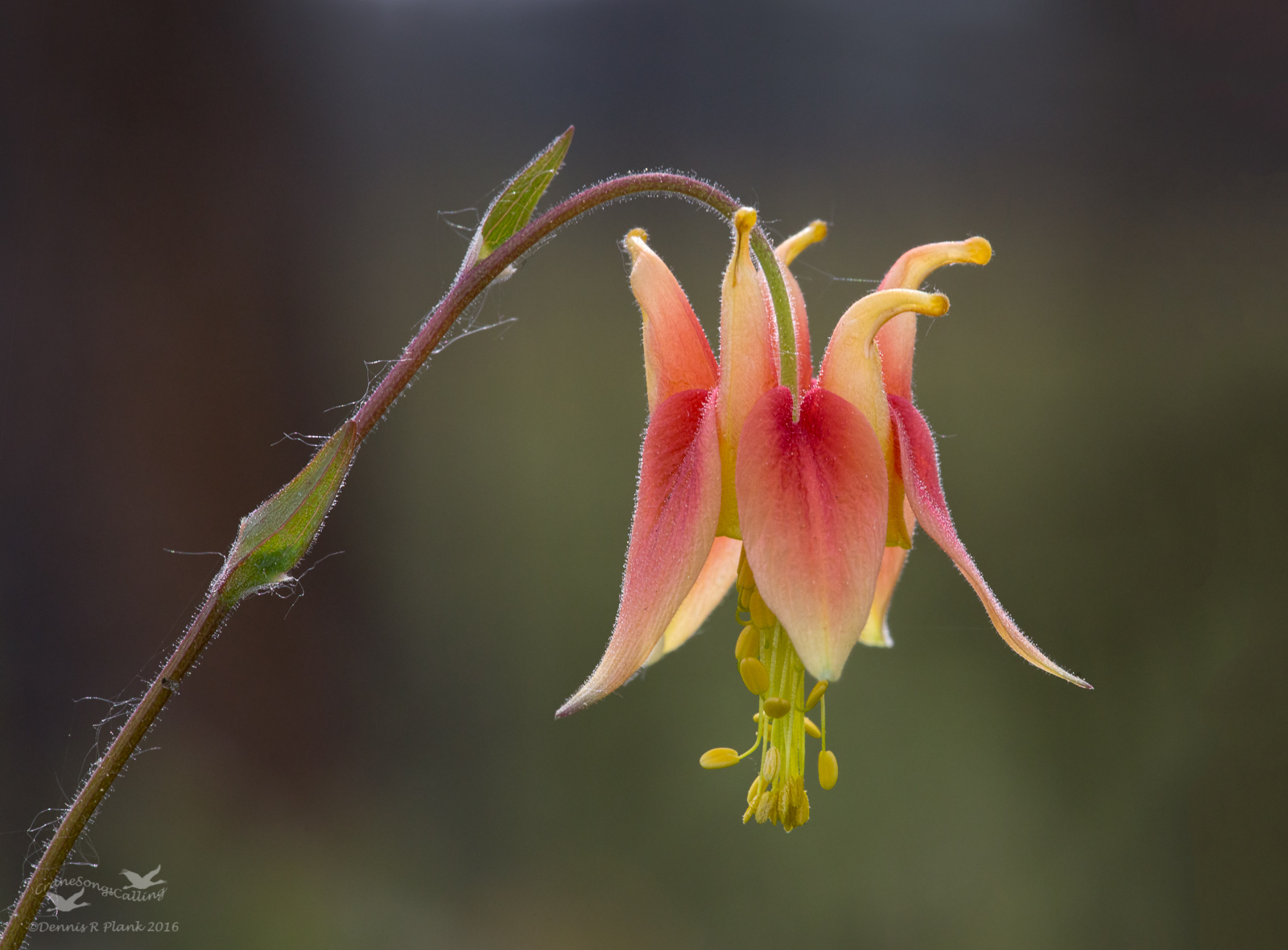 Columbine