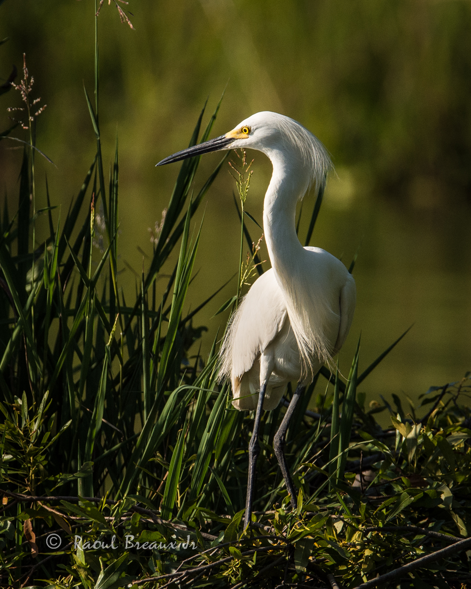 Snowy Egret at Sunset + Repost