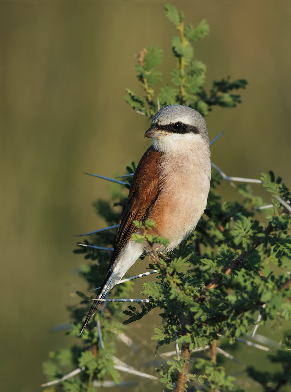 Red Backed Shrike