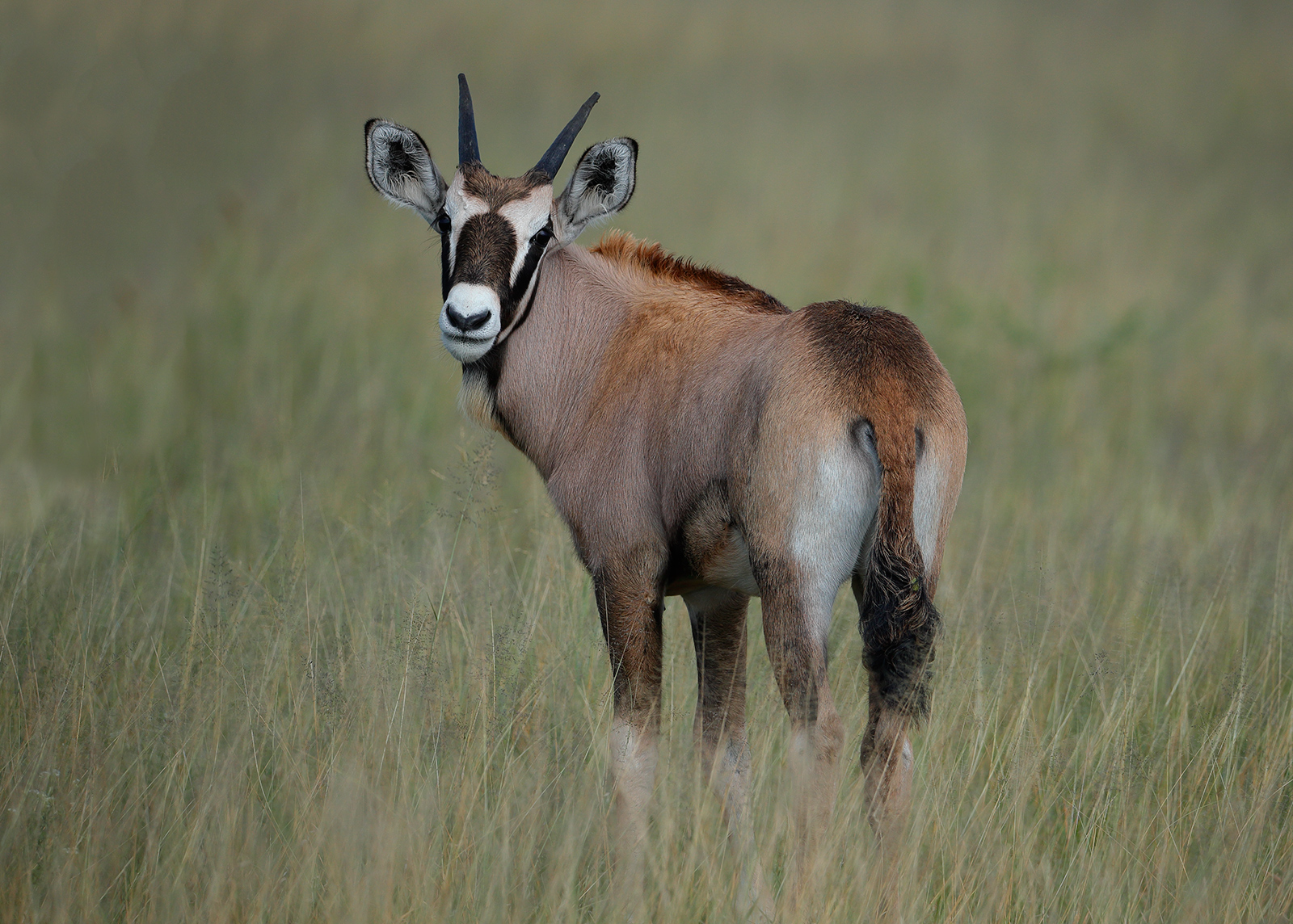 Young Oryx