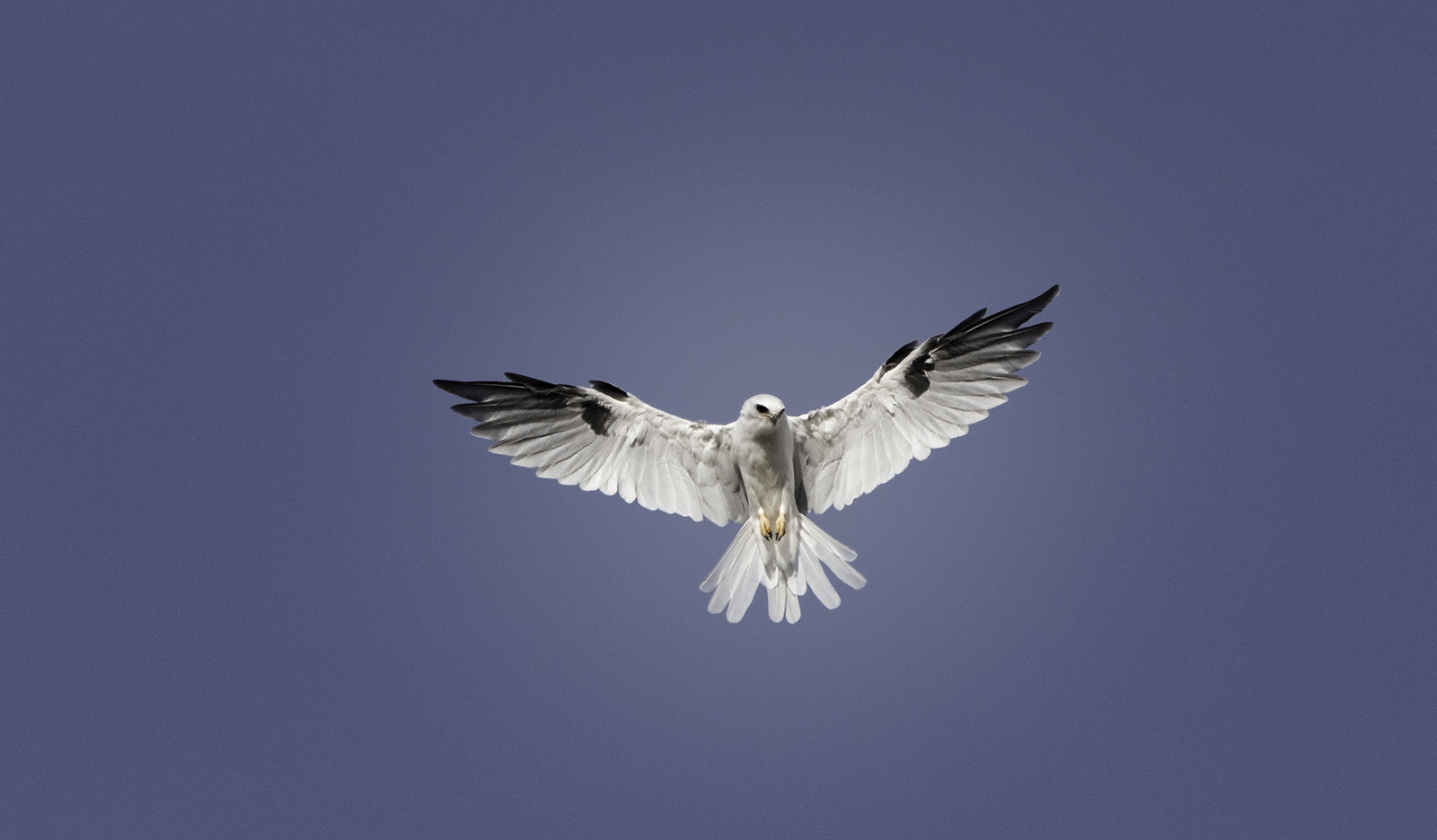 White-tailed Kite