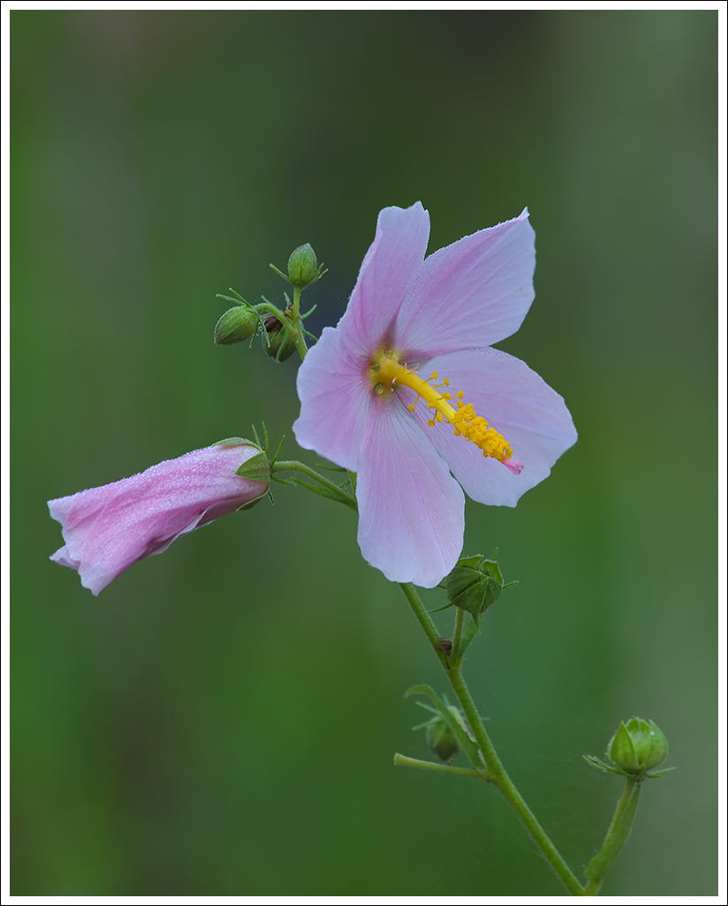 Seashore Mallow