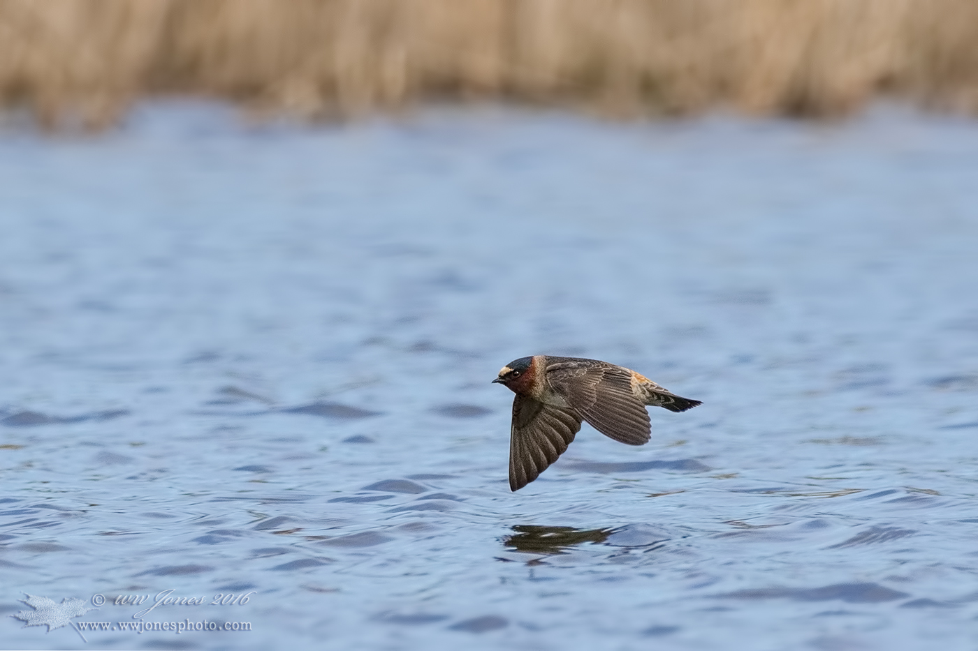 Cliff Swallow Over Lake