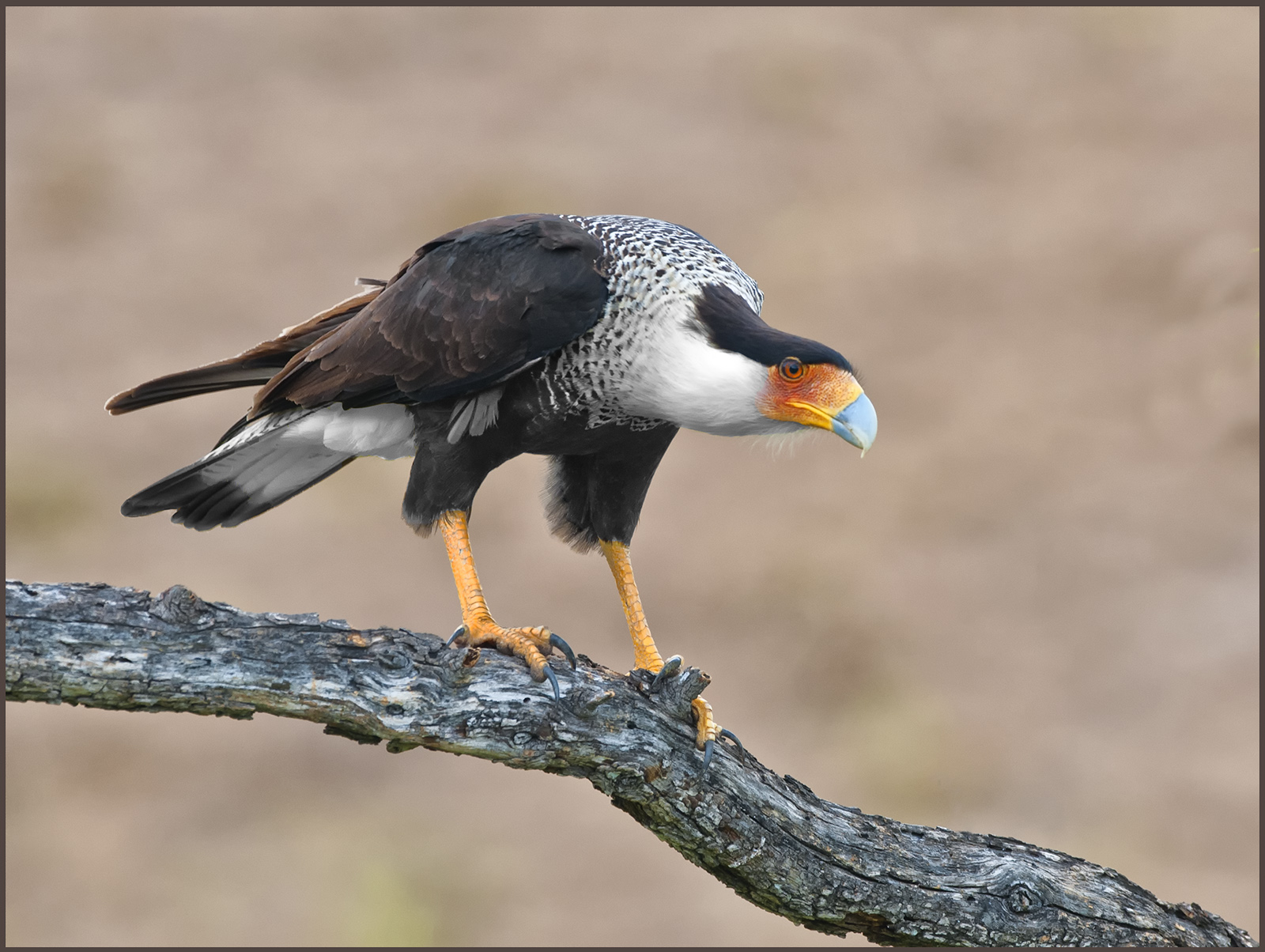 Caracara