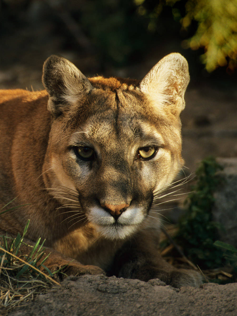 Mountain Lion