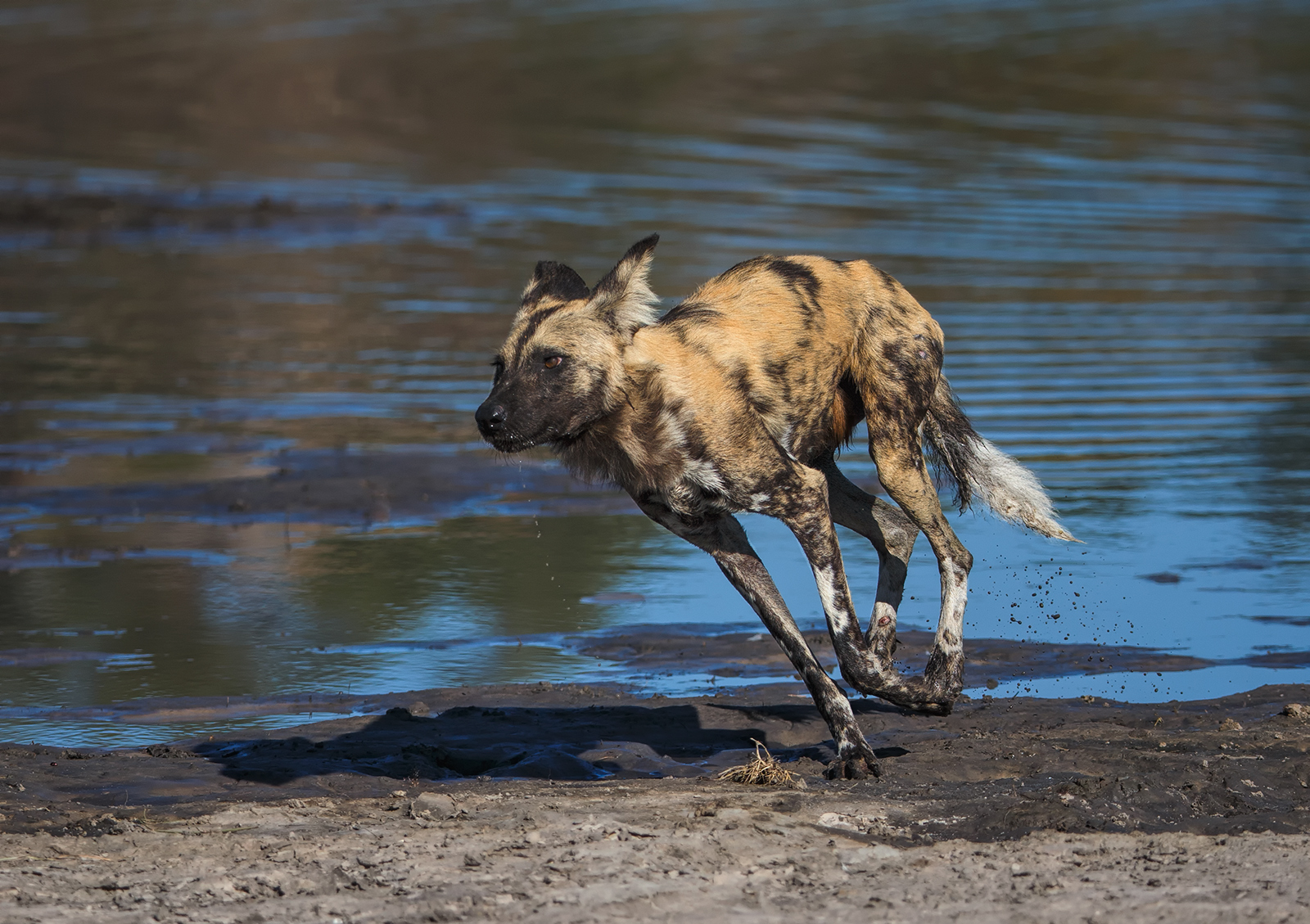 Running Dog