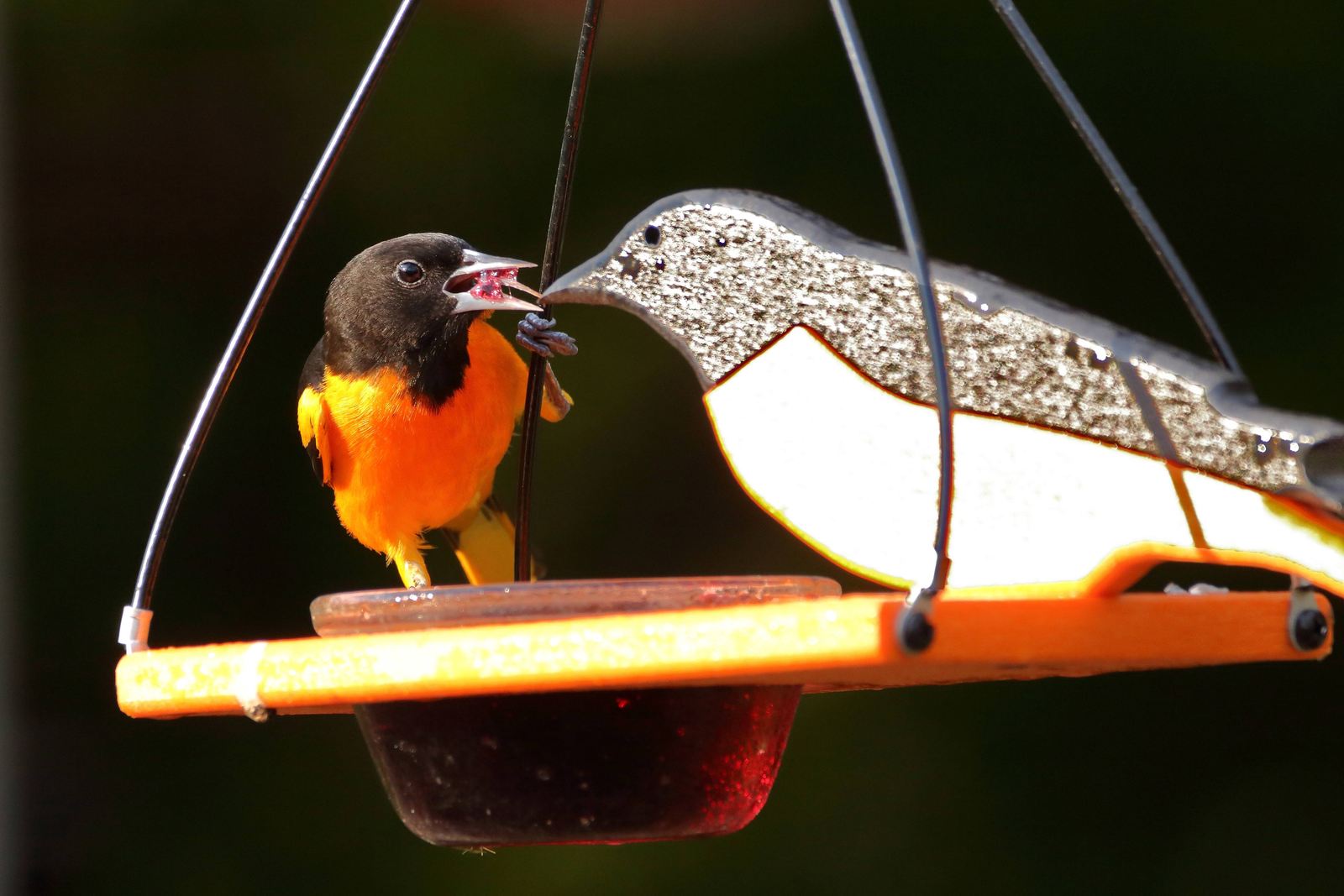 Oriole and feeder