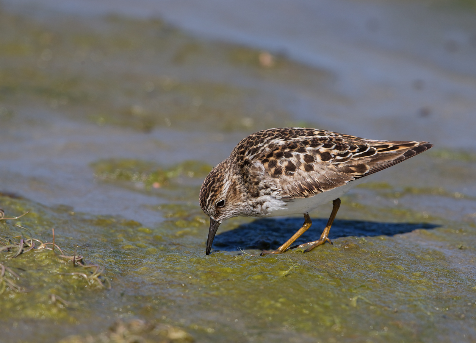 Least Sandpiper