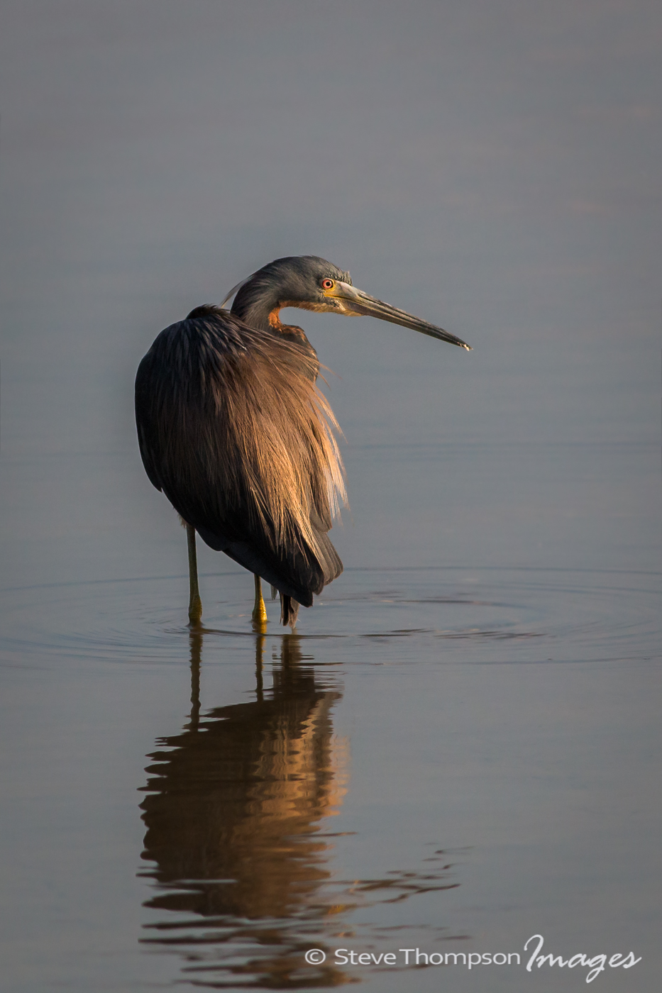 Tricolored Heron