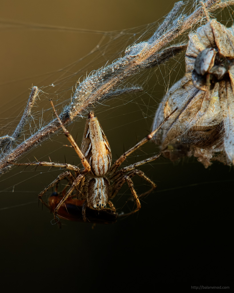Predation