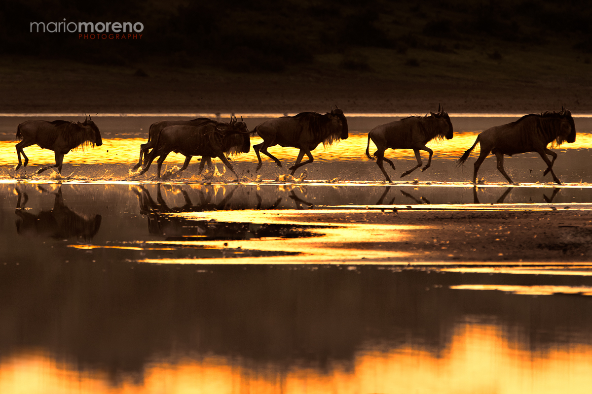 Migration Silhouettes