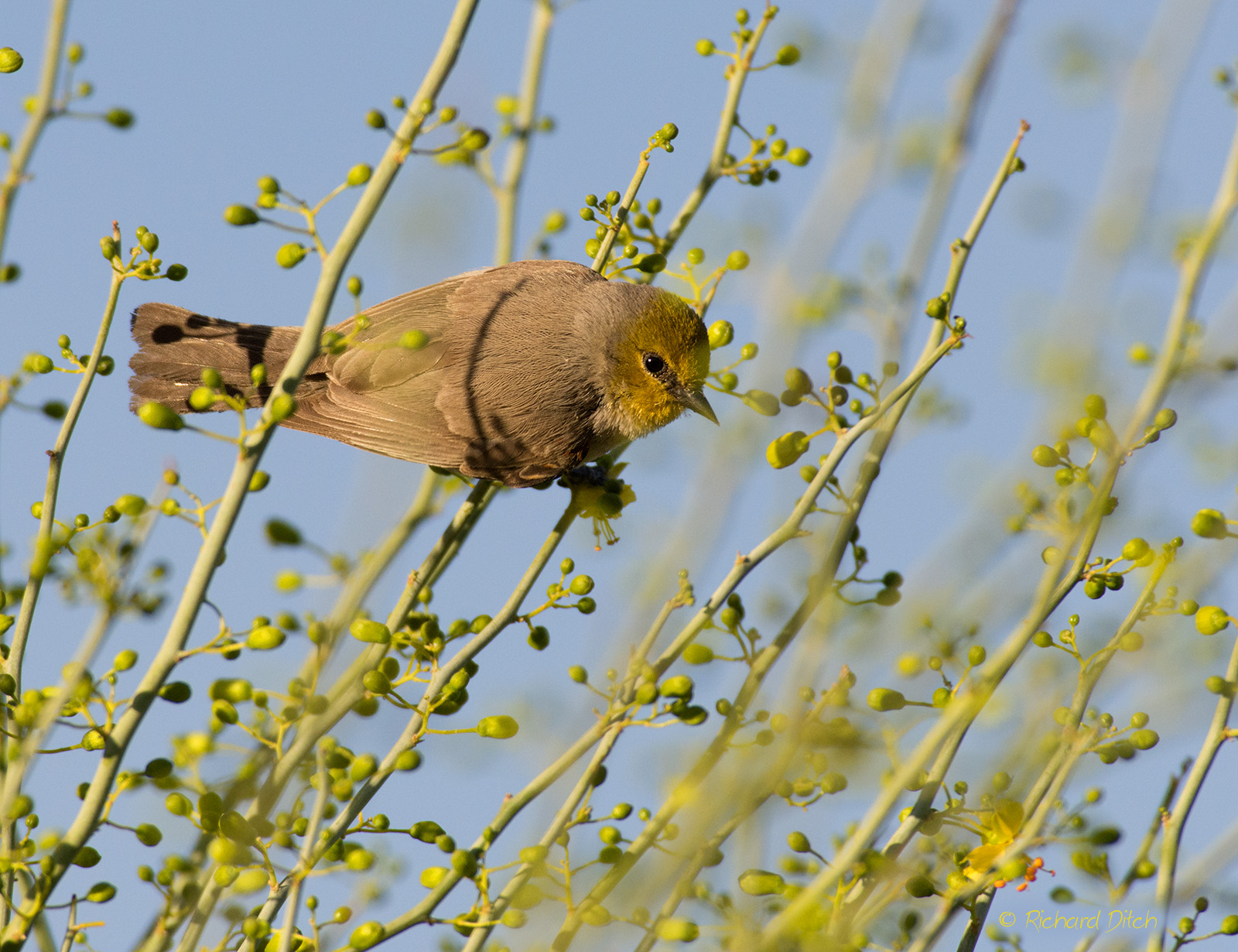 Verdin