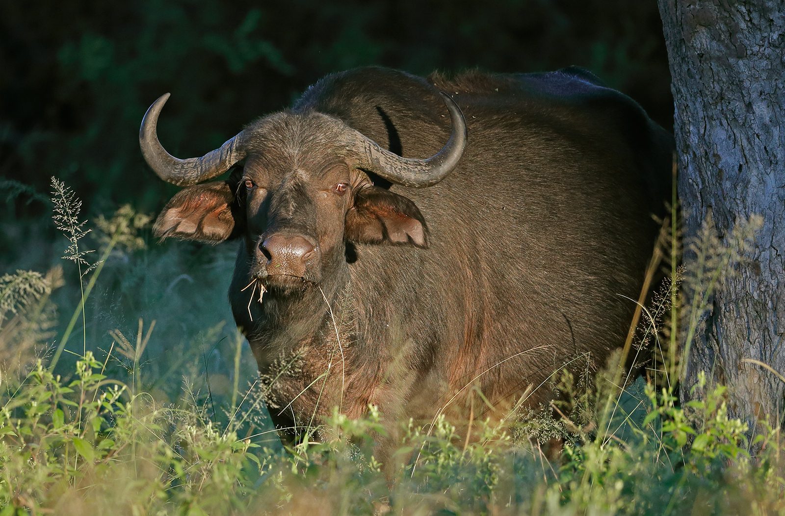 Cape Buffalo