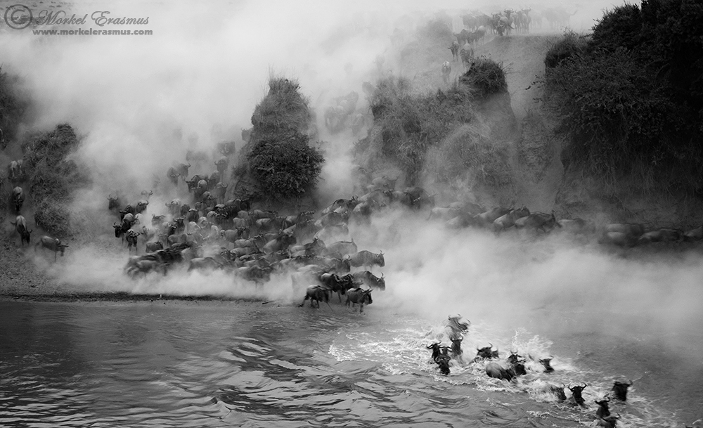 Monochrome Migration