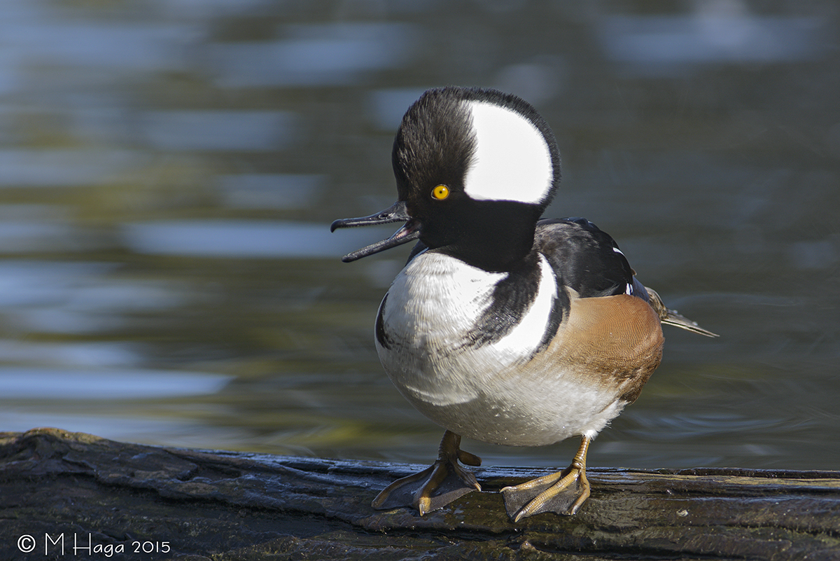 Hooded Merganser