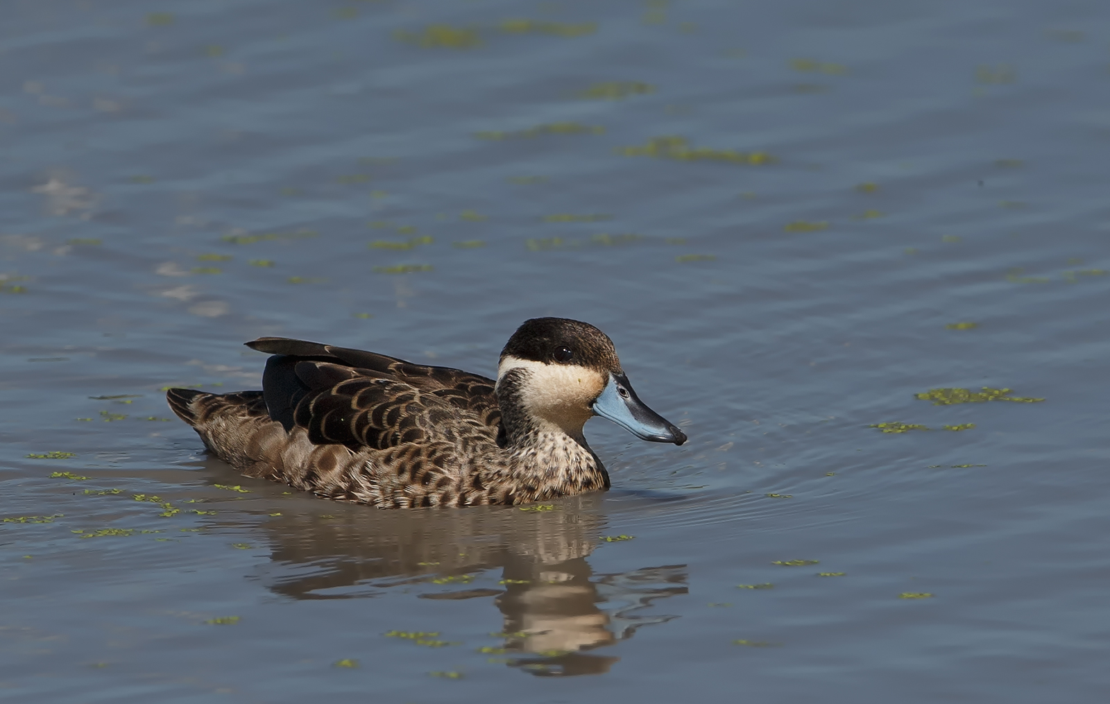 Hotentot Teal