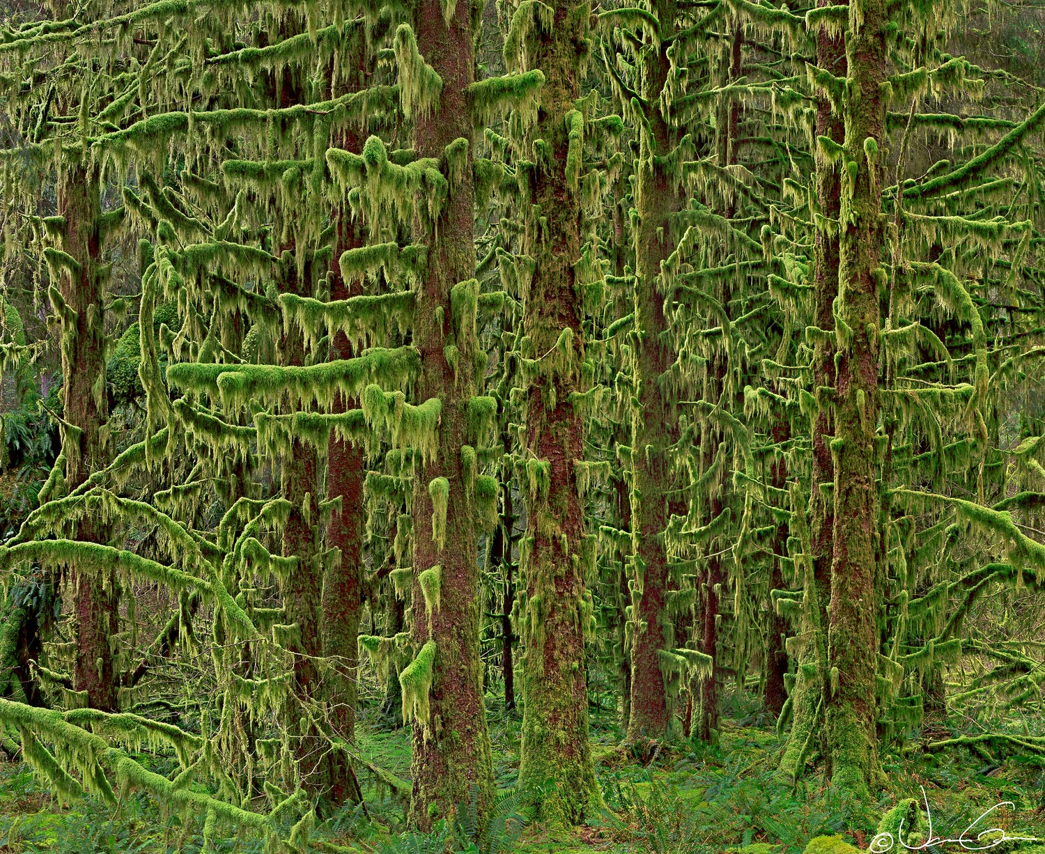 Hoh Forest Drapery