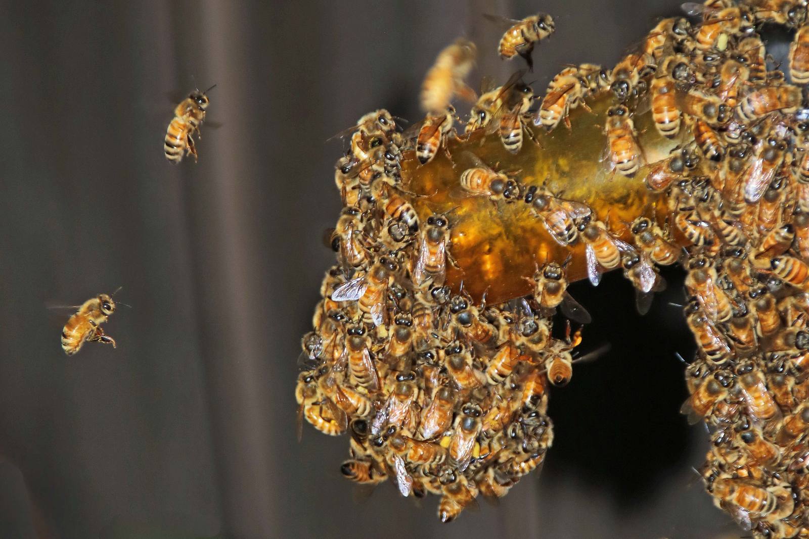 Bees