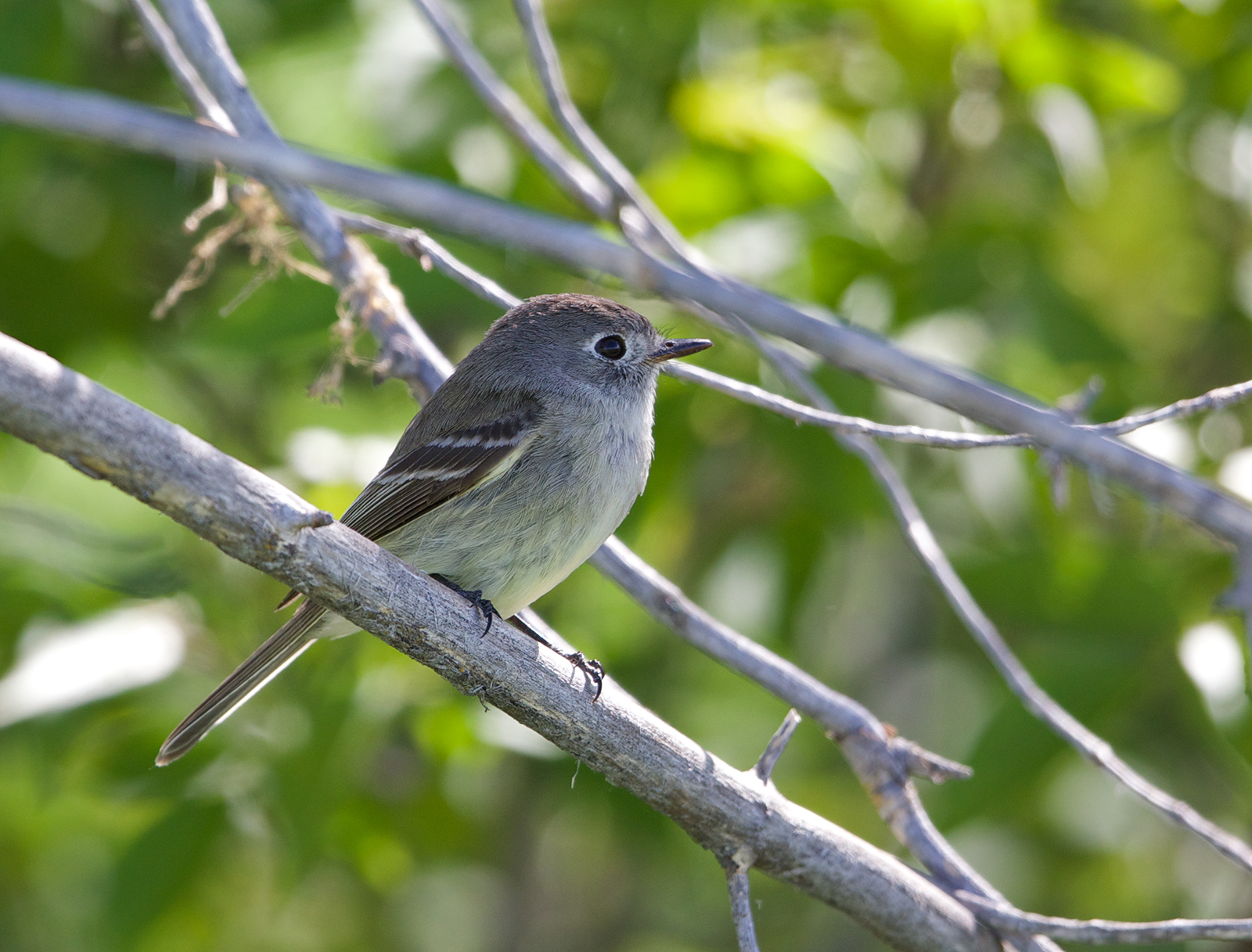 Hammond's Flycatcher (?)