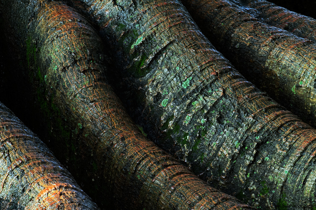 Root Art