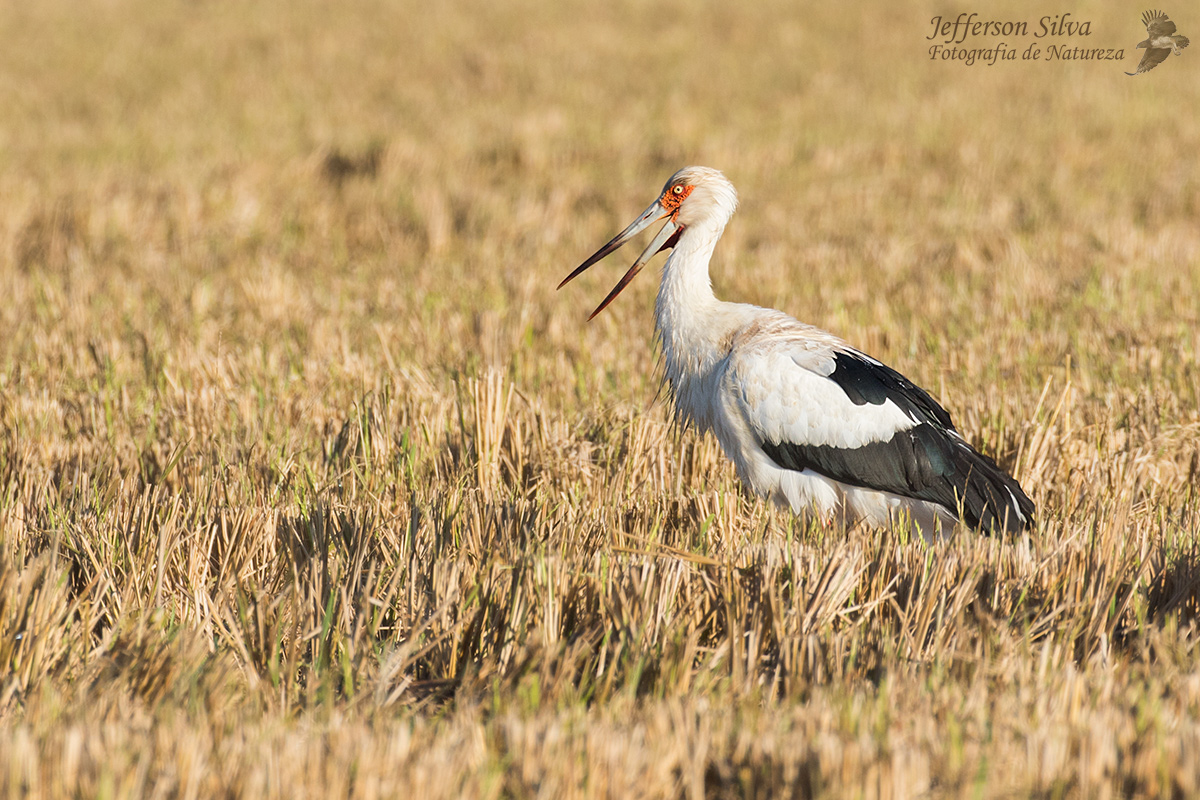 Maguari Stork