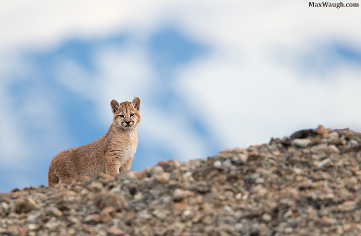 Wild Puma Cub