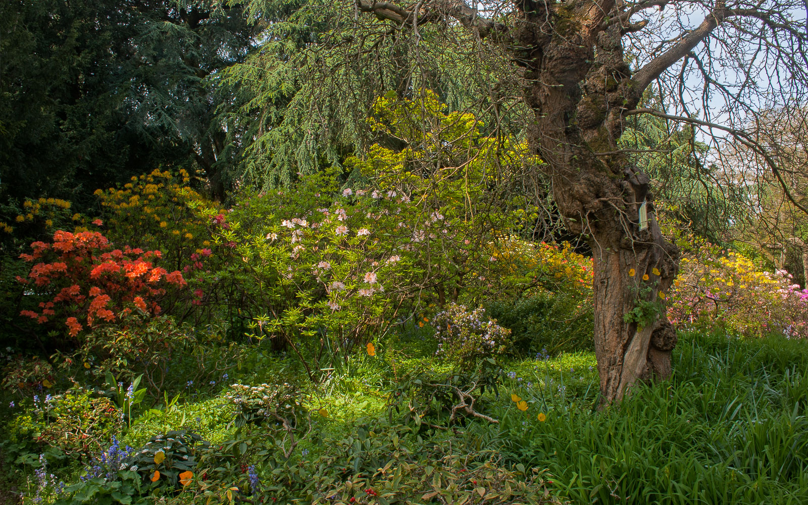 Spring in the garden