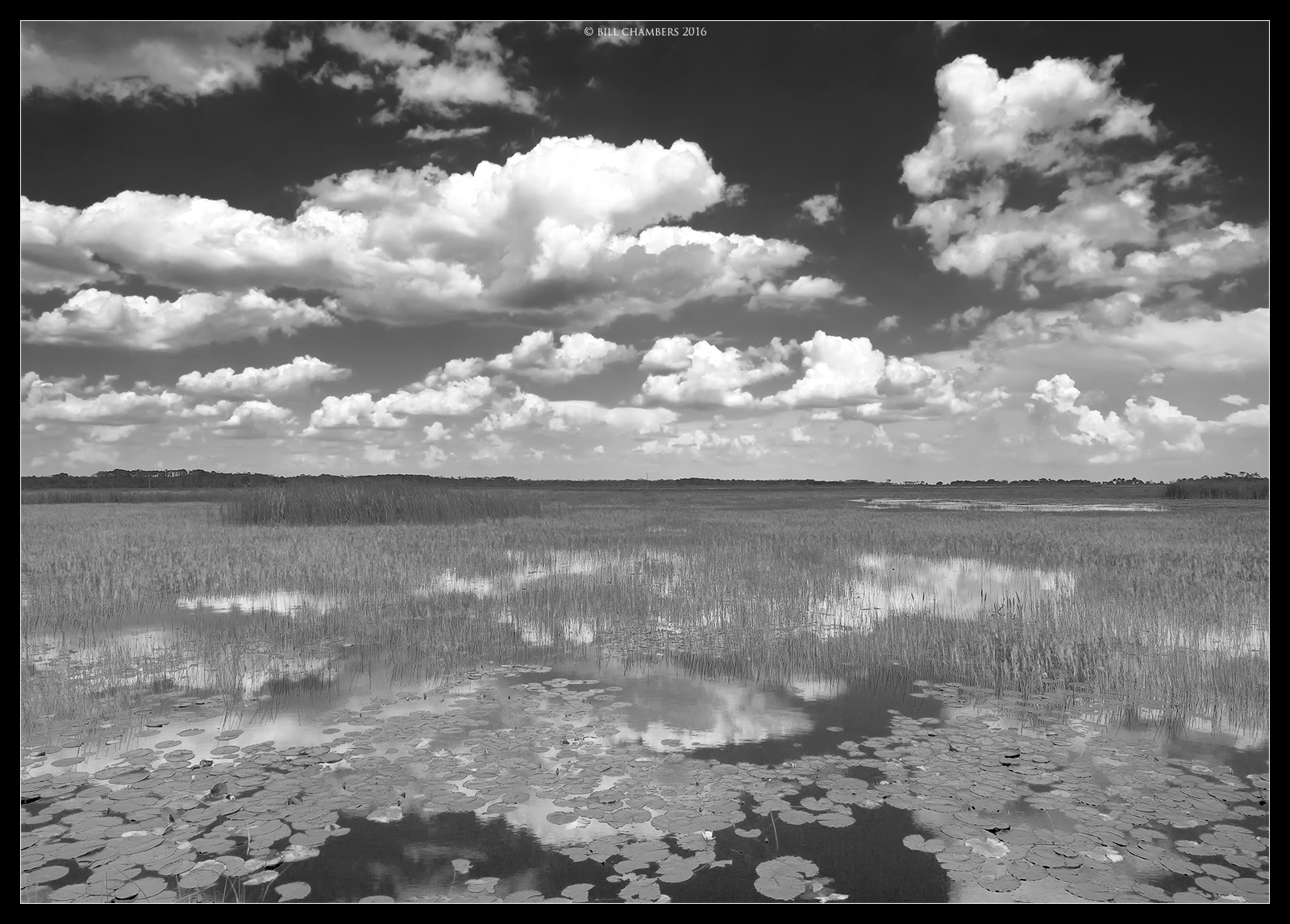 St. Mark's Marsh