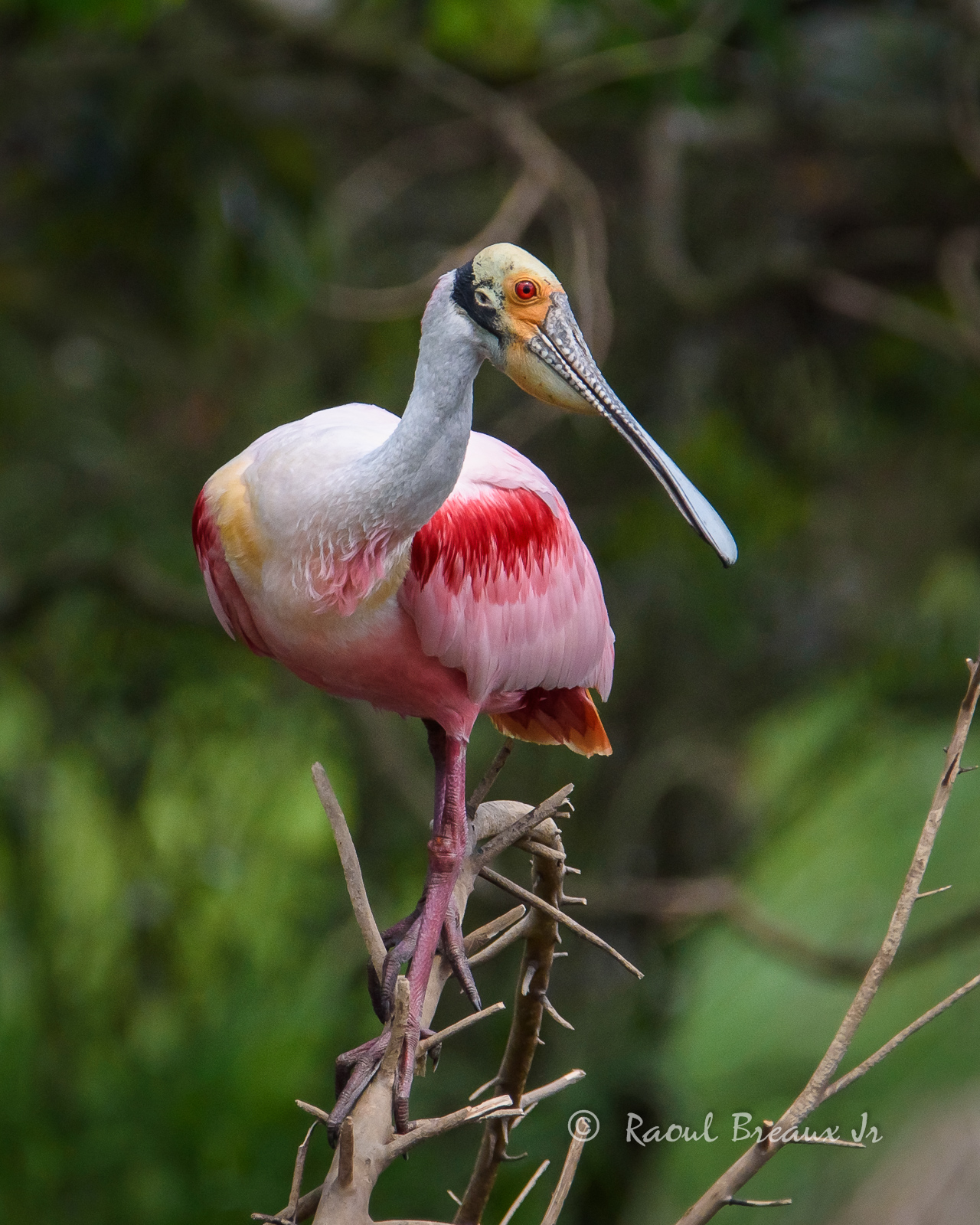 Roseate Spoonbill