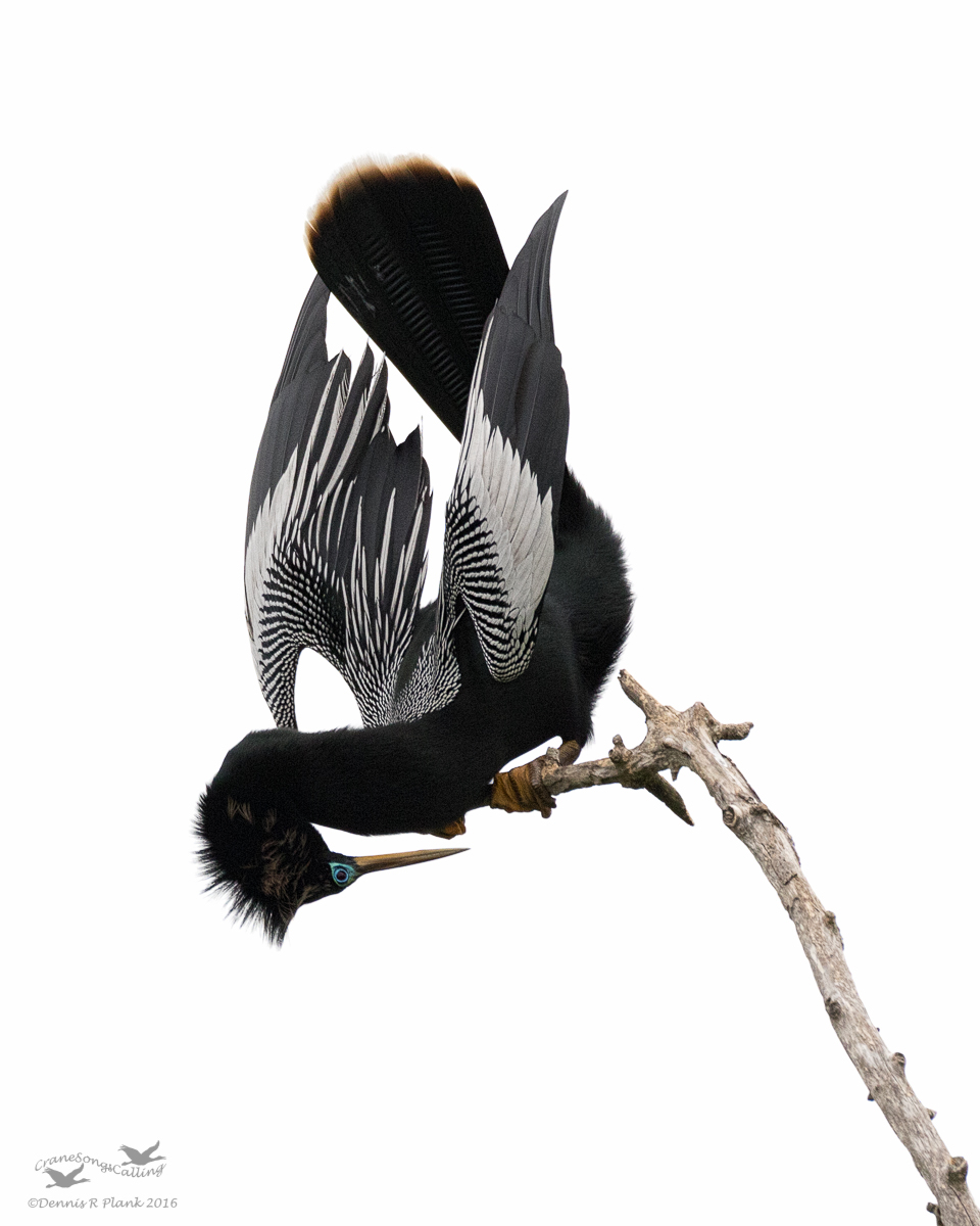 Anhinga Display II