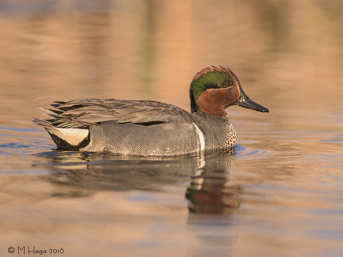 Green-winged Teal, male