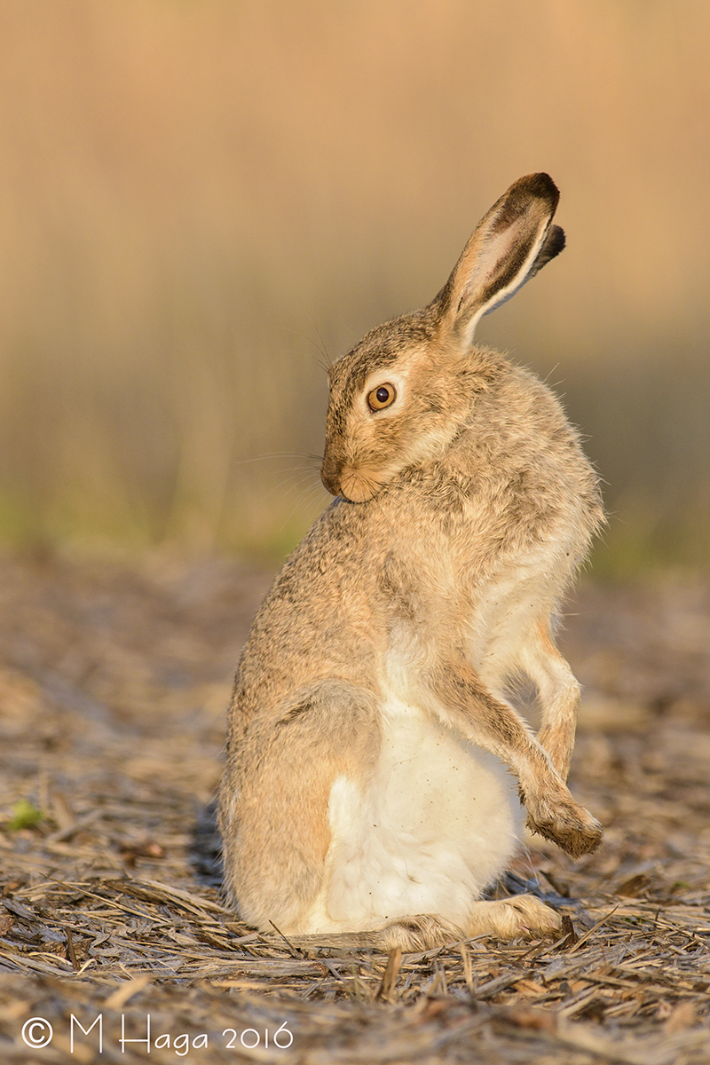 Jack Rabbit