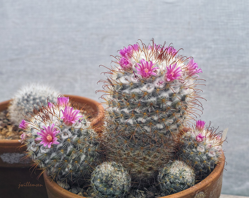 Cactus Study