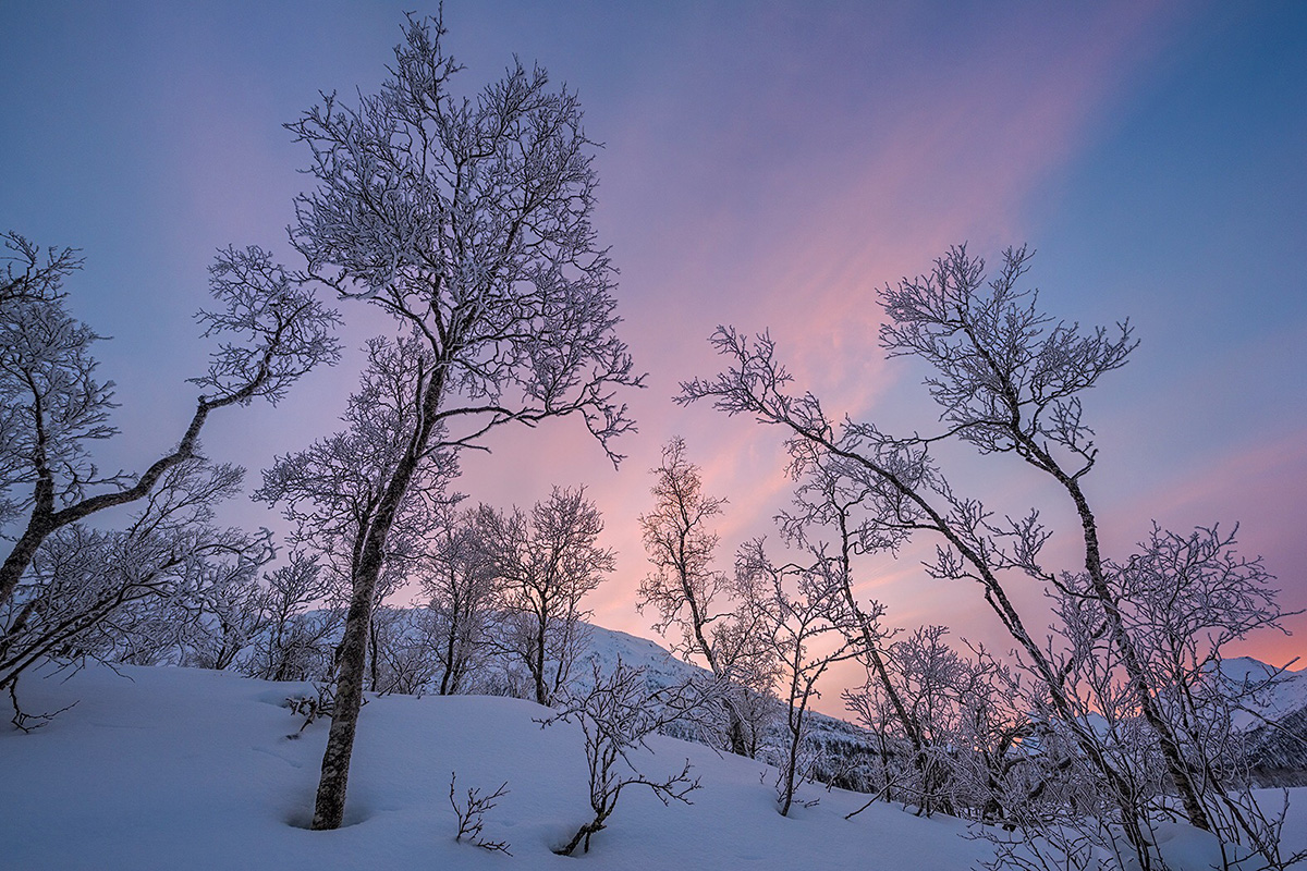 Frosted