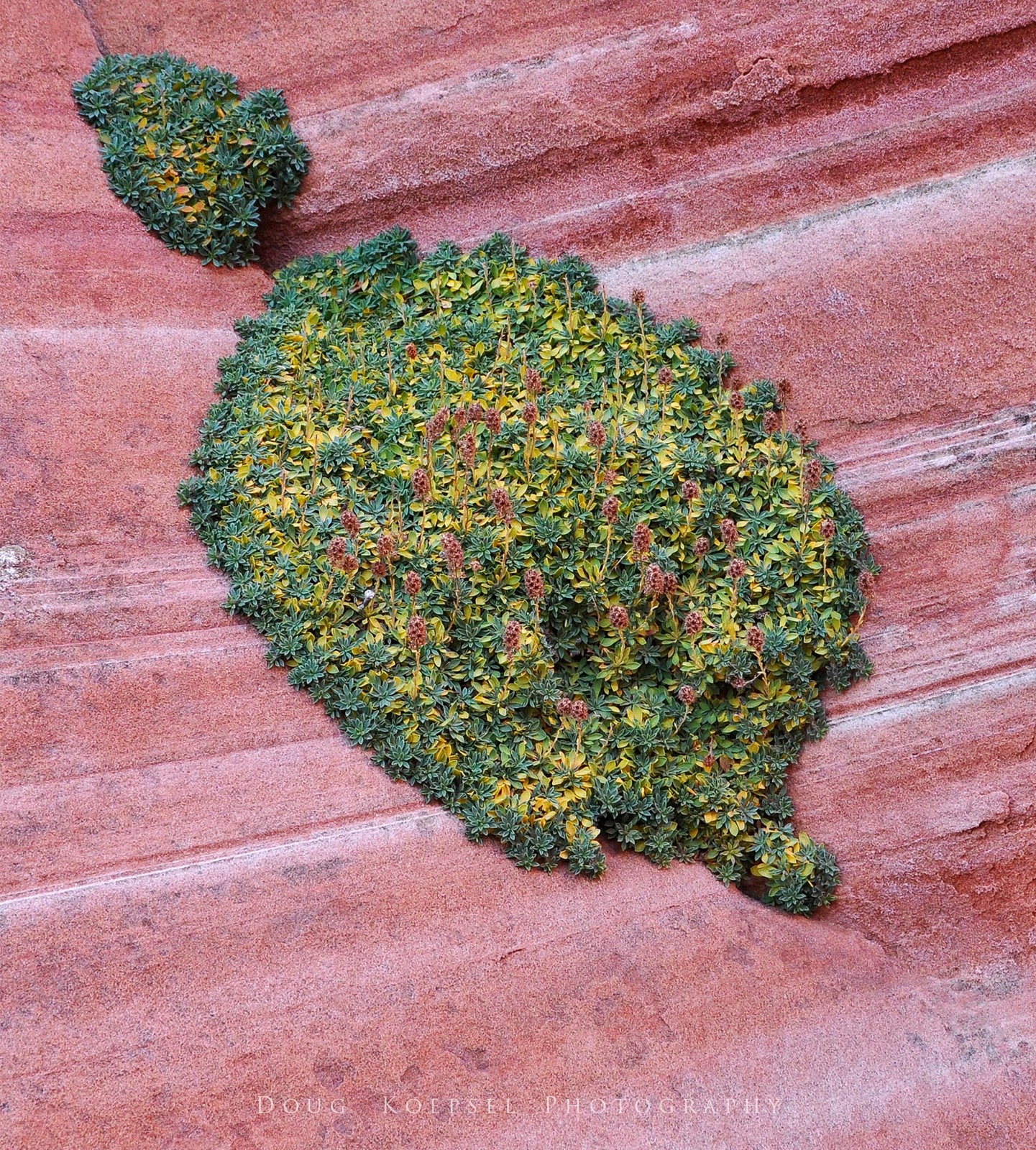 Sandstone Moss